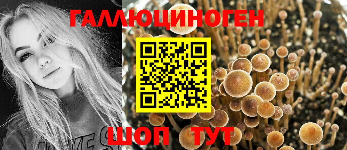 Галлюциногенные грибы Psilocybine cubensis  Вход с VPN  Черняховск 